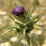 Silybium marianum (L.) Gaertner - Mariadistel - Asteraceae