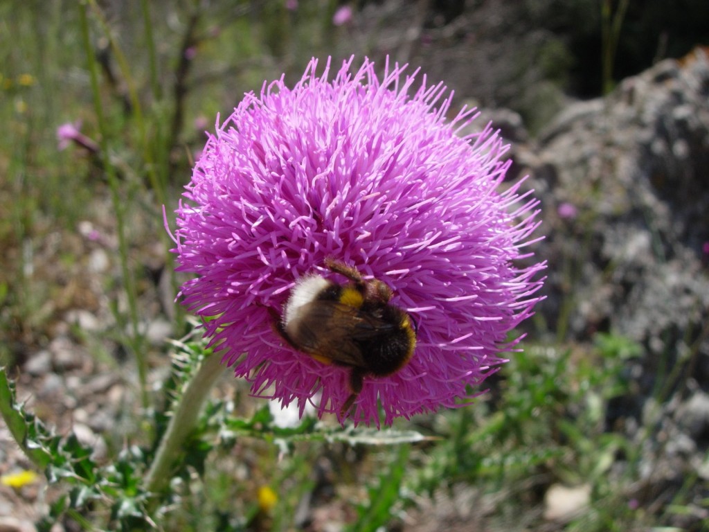 Silybum marianum