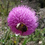 Silybum marianum