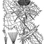 ostropestrec-cernobily
