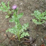 rostlina