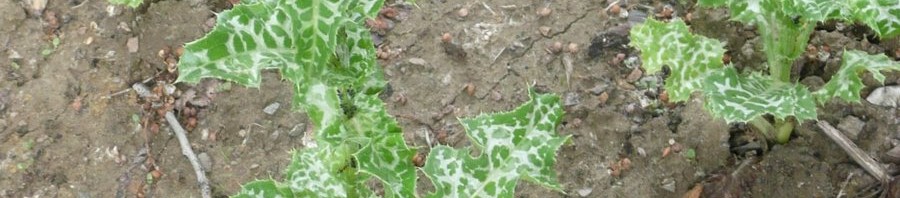 rostlina